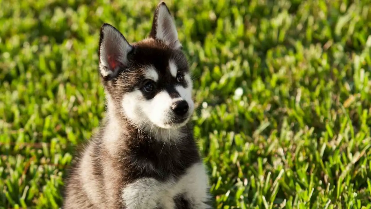 Klee Kai uit Alaska