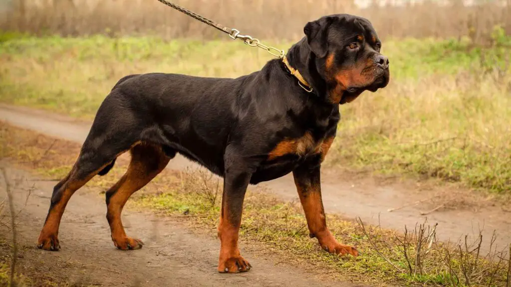 Are Rottweilers Good Guard Dog Breeds