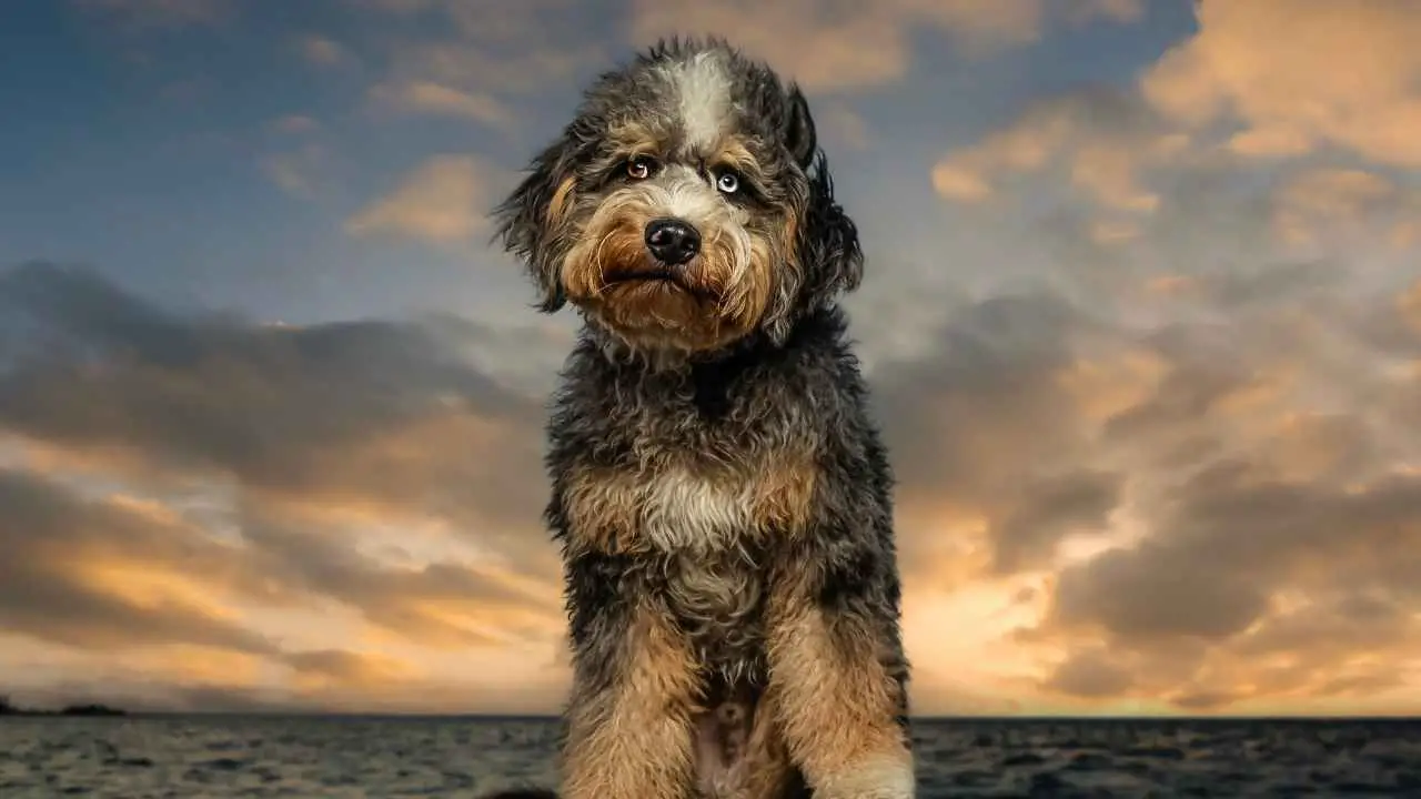 Aussiedoodle