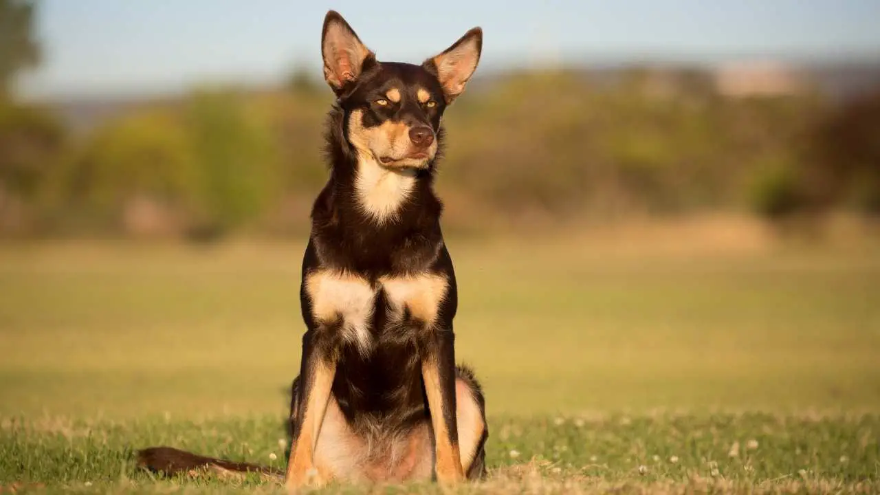 Australische Kelpie