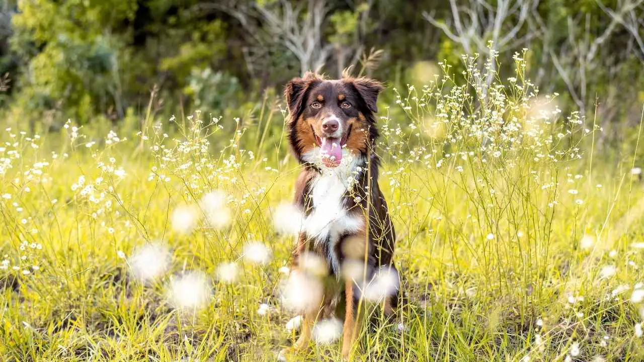 Australische herder