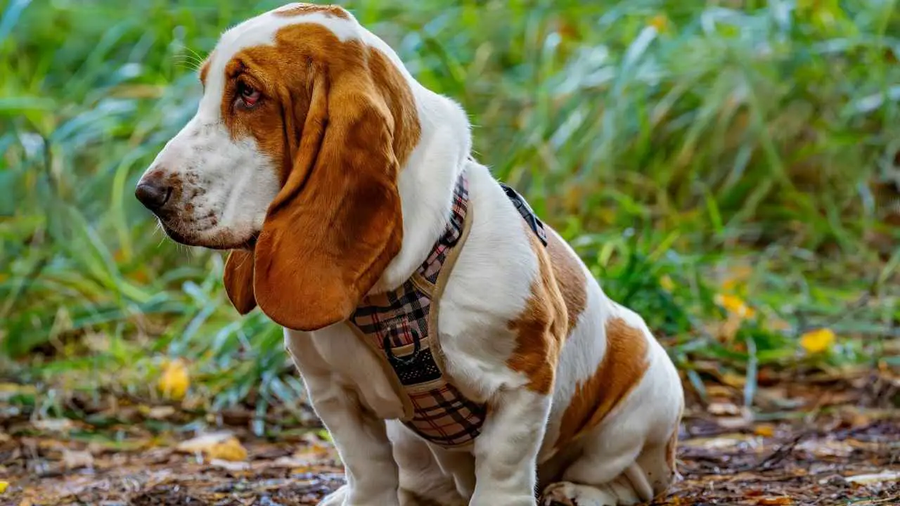 Bassethond