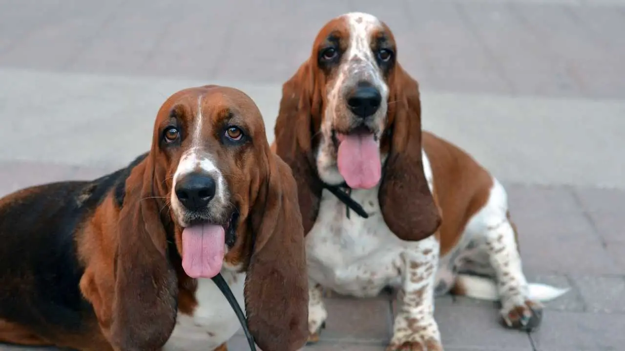 Bassethond