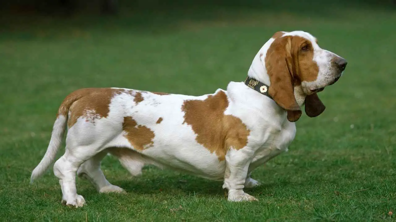 Bassethond