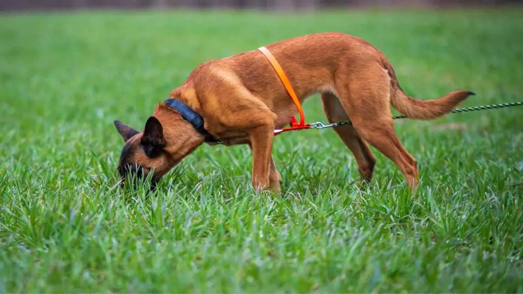 Belgian Malinois