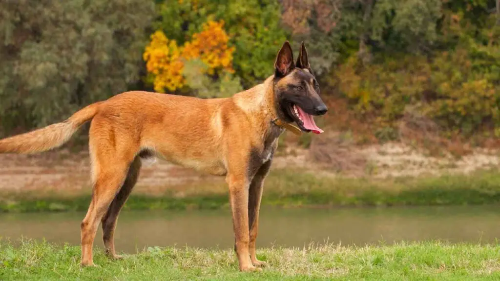 Belgian Malinois is Adaptable to Any Environment