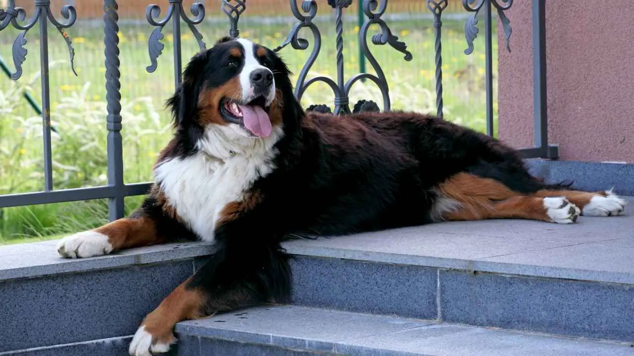 Berner Sennenhond