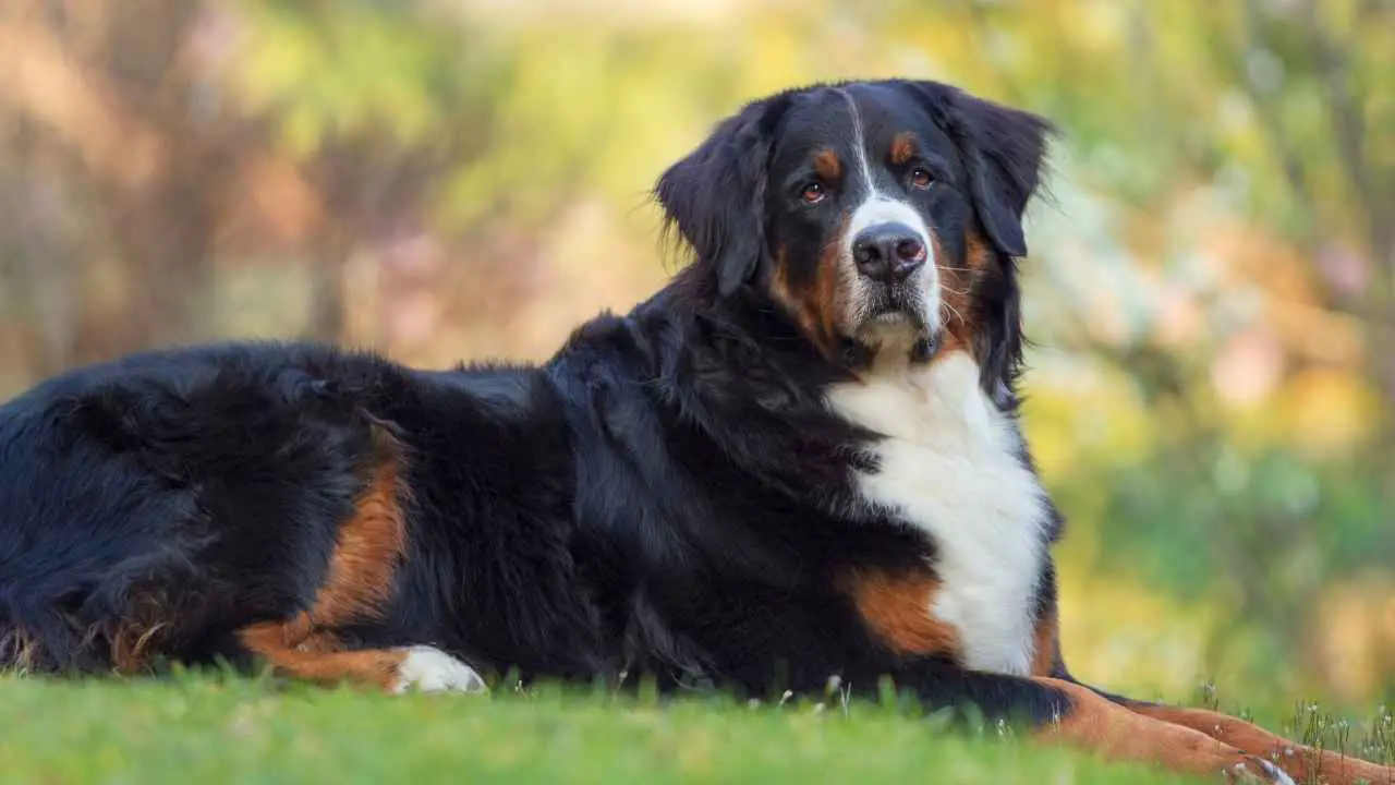 Berner Sennenhond