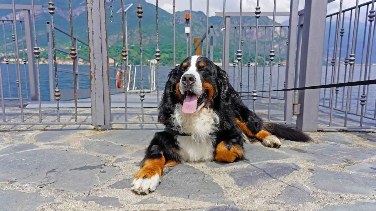 Berner Sennenhond