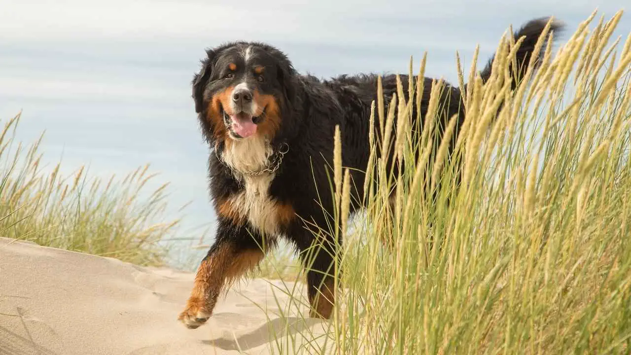 Berner Sennenhond