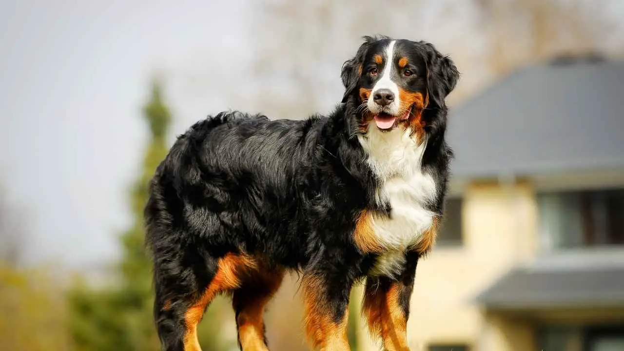 Berner Sennenhond