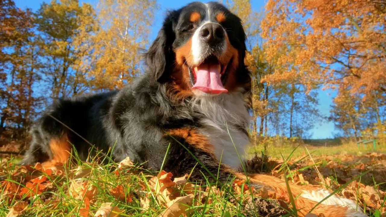 Berner Sennenhond