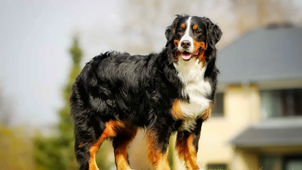 Best Guard Dog and Family Dog Breeds