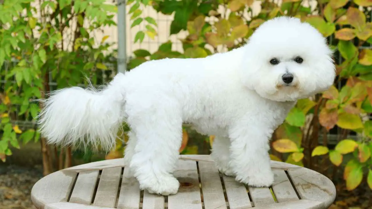 Bichon Frise 1