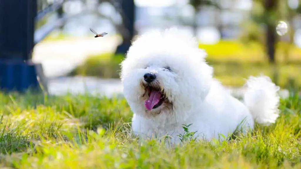 Bichon Frise: temperament en persoonlijkheidskenmerken