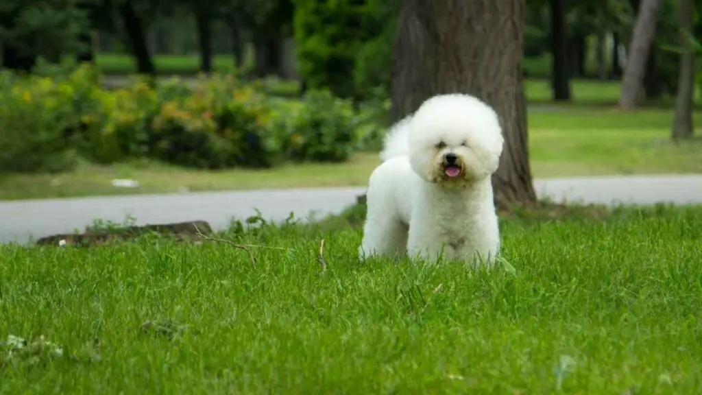 Geschiedenis en oorsprong van Bichon Frise