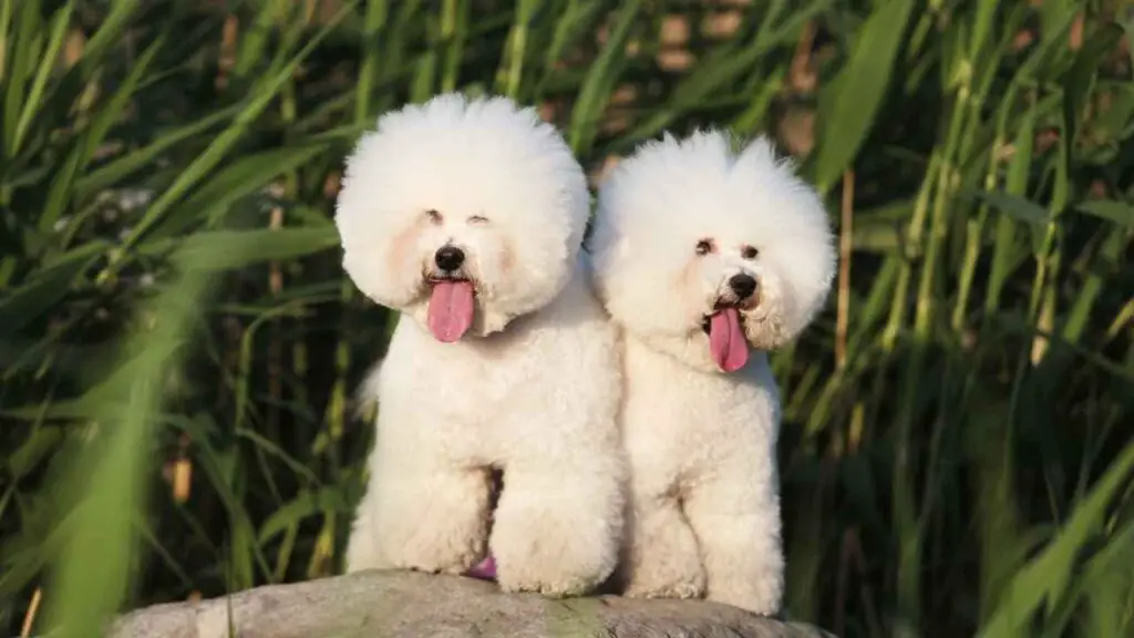   Bichon Fris