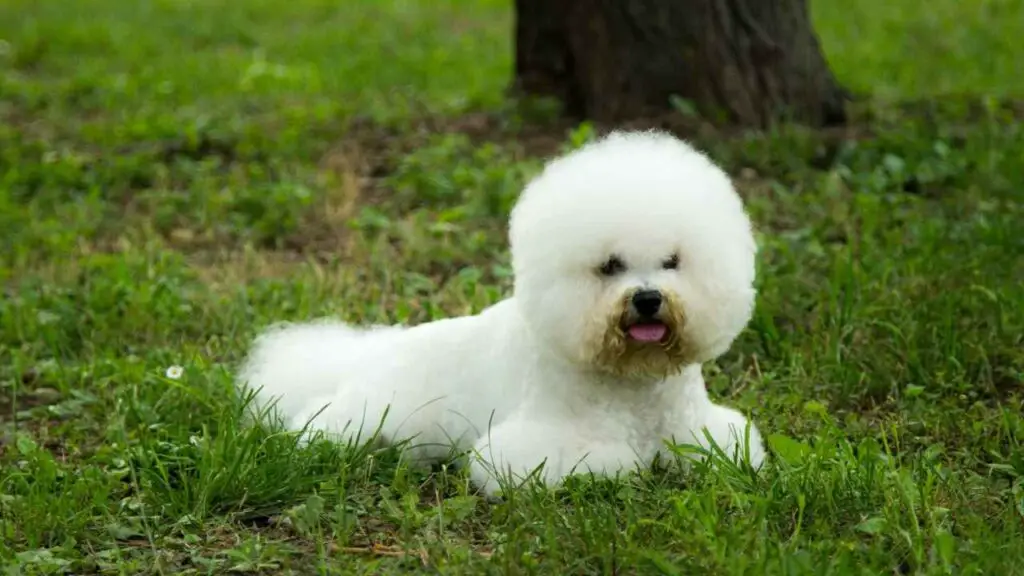 Bichon Frise-rasoverzicht