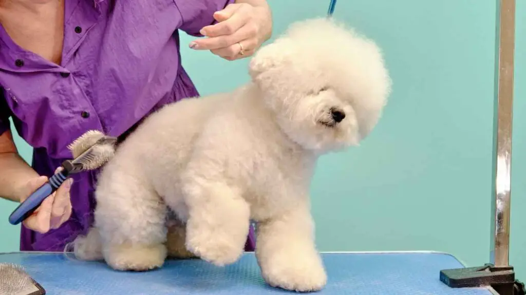 Bichon Frise Grooming