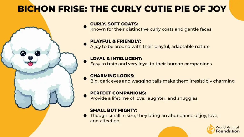 Bichon Frise De Curly Cutie Pie van Jo