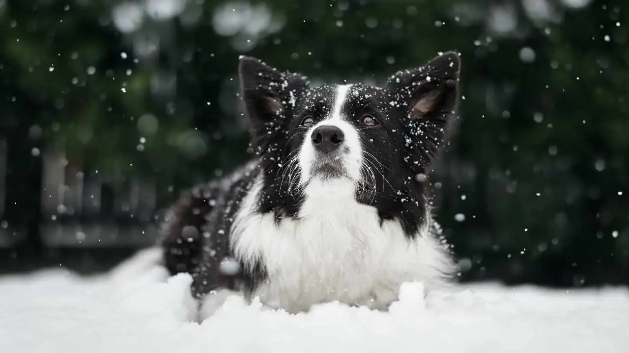 Bordercollie