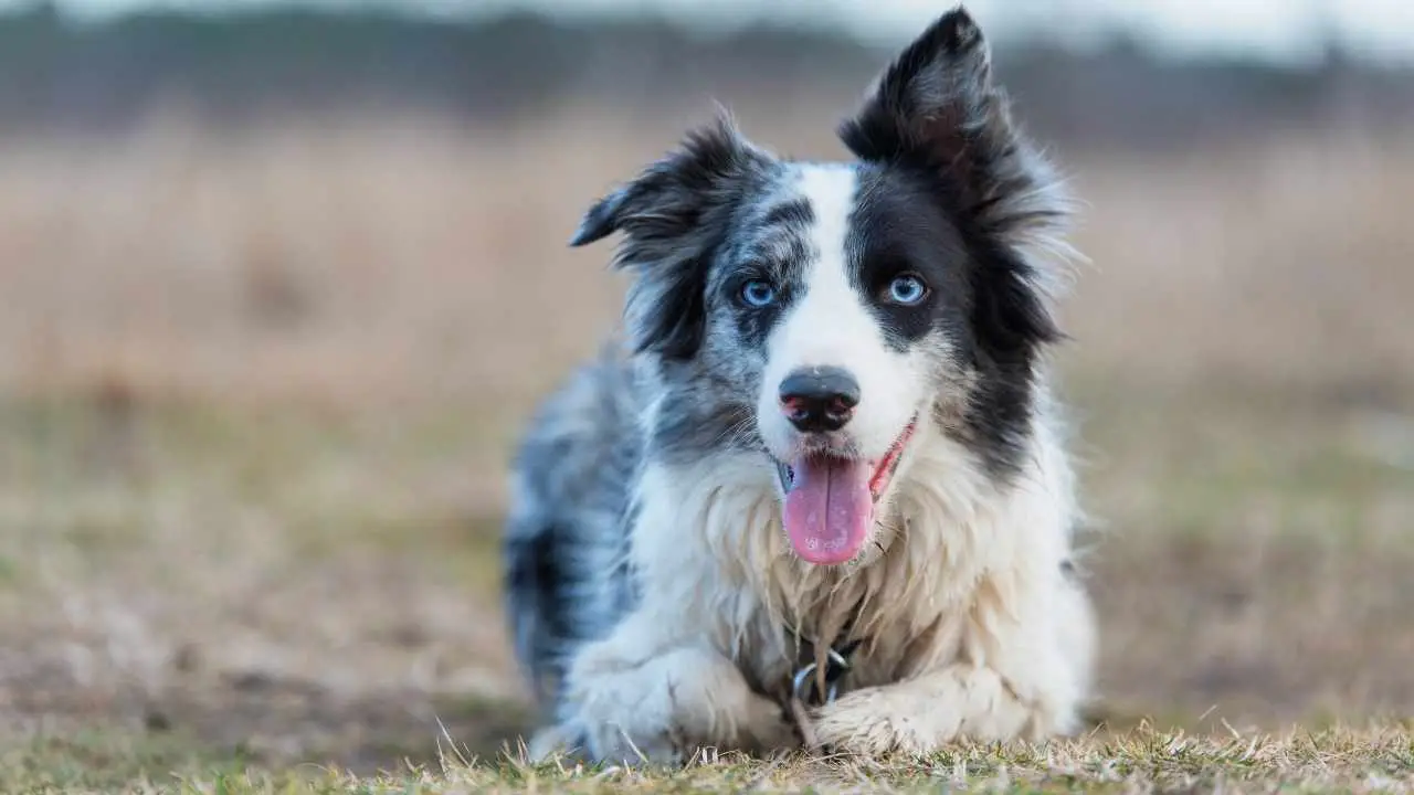 Bordercollie