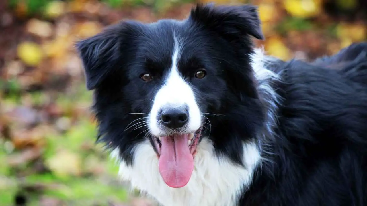 Bordercollie