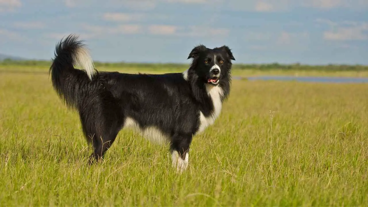 Bordercollie