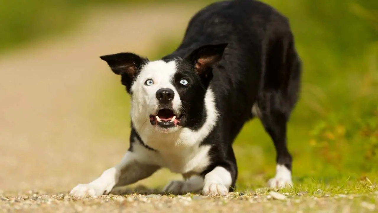 Bordercollie