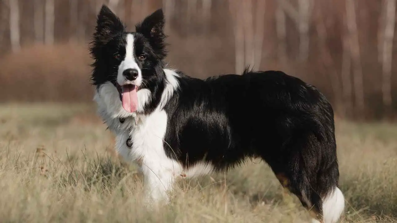 Bordercollie