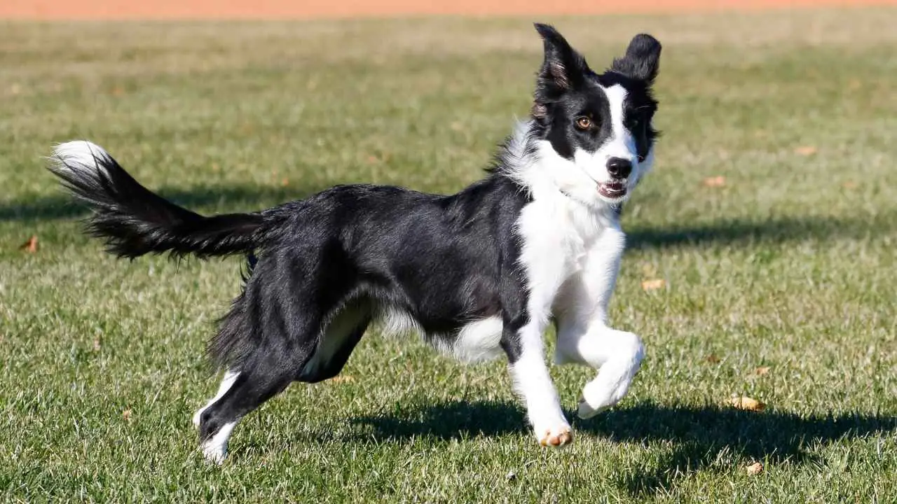 Bordercollie