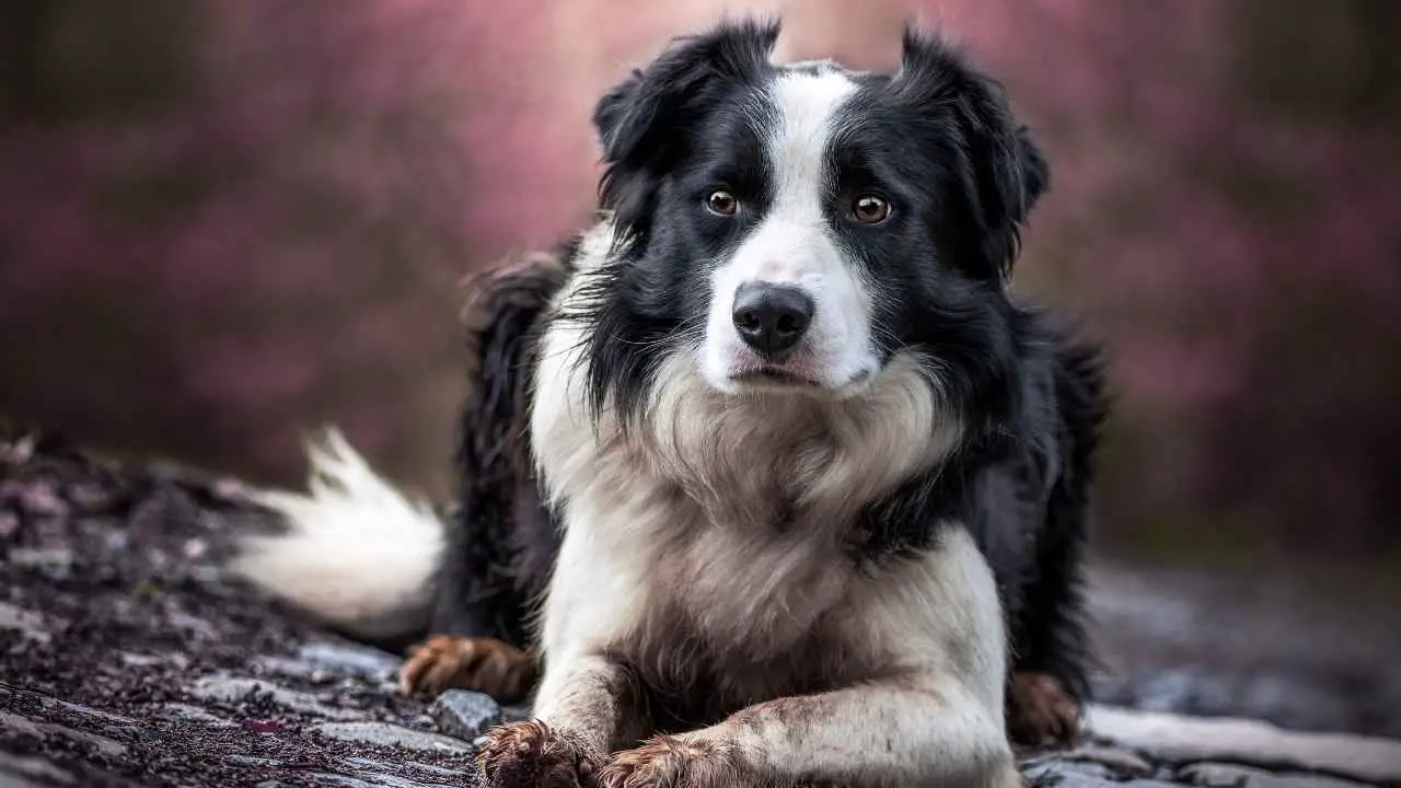 Bordercollie