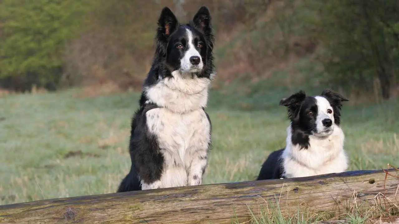 Bordercollie