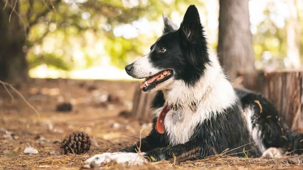 Bordercollie