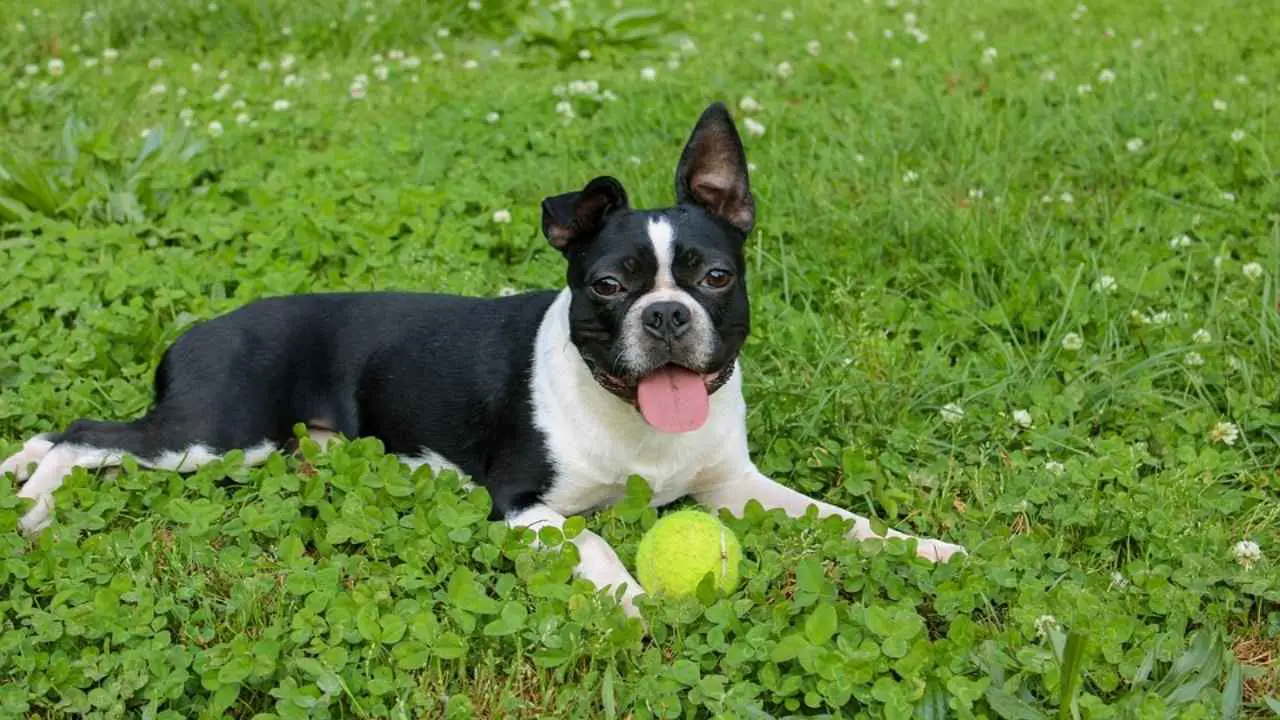 Bostonterriër