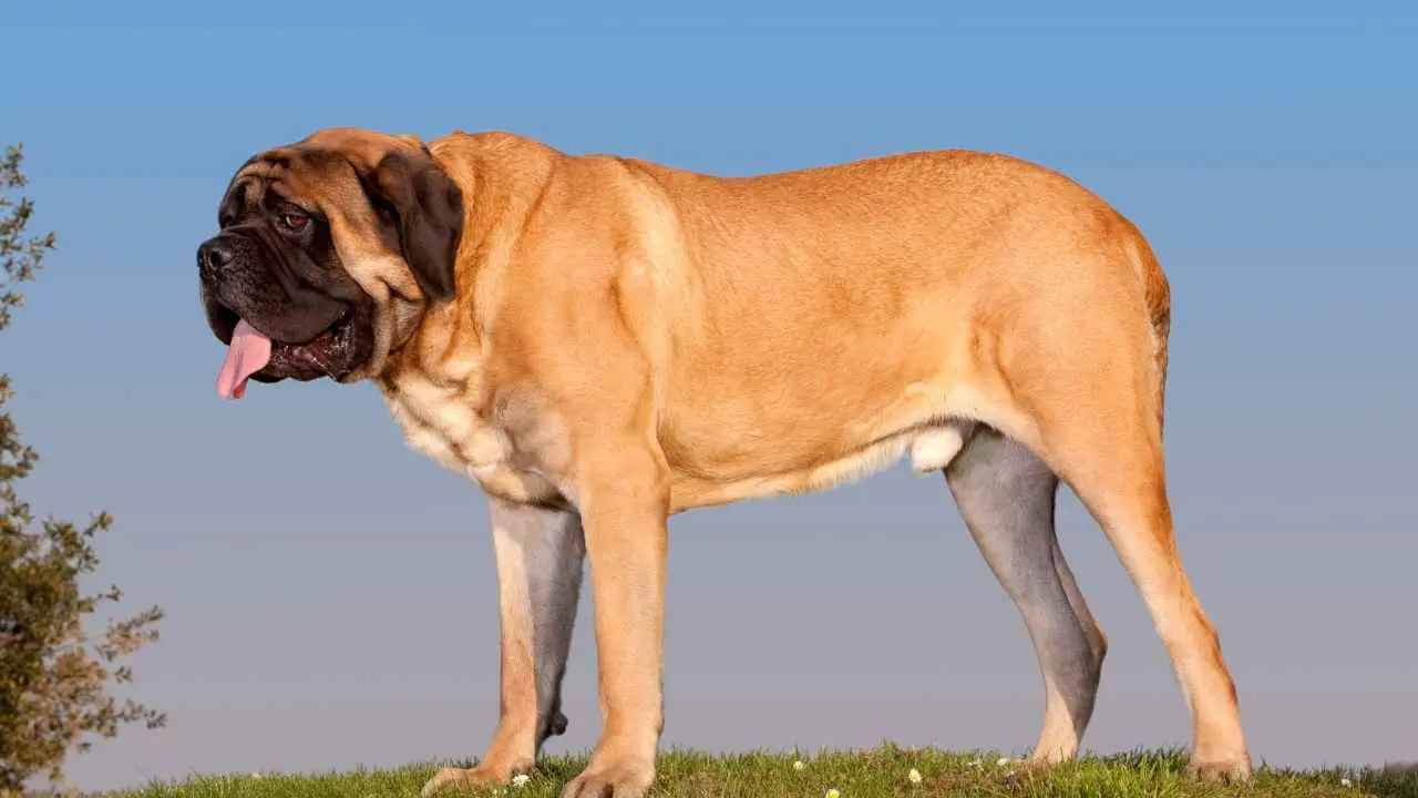 Stiermastiff