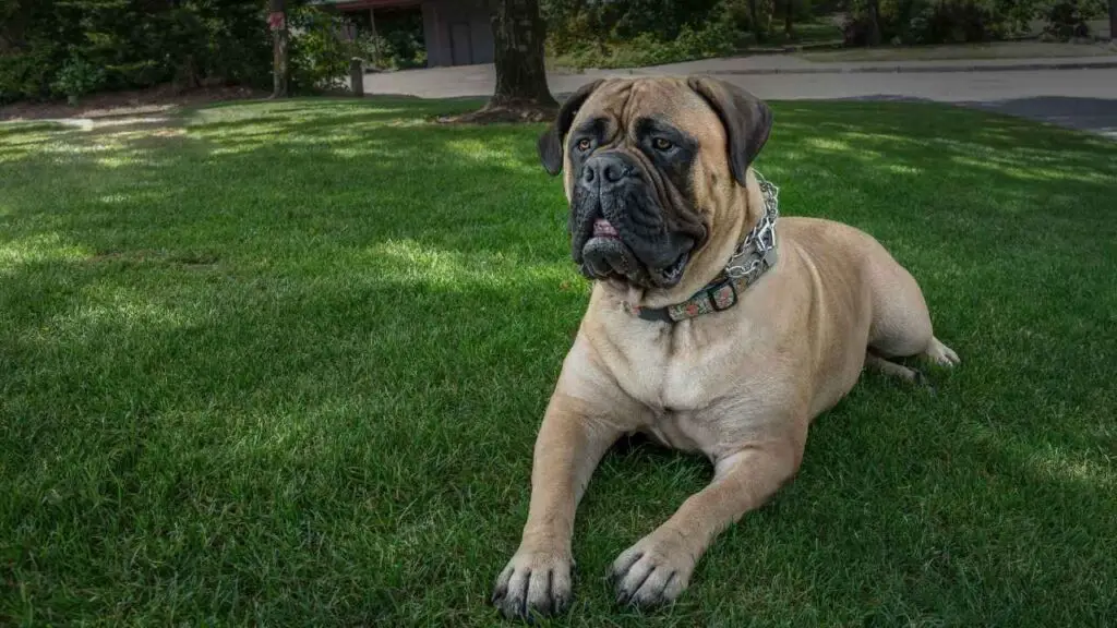 Bullmastiff