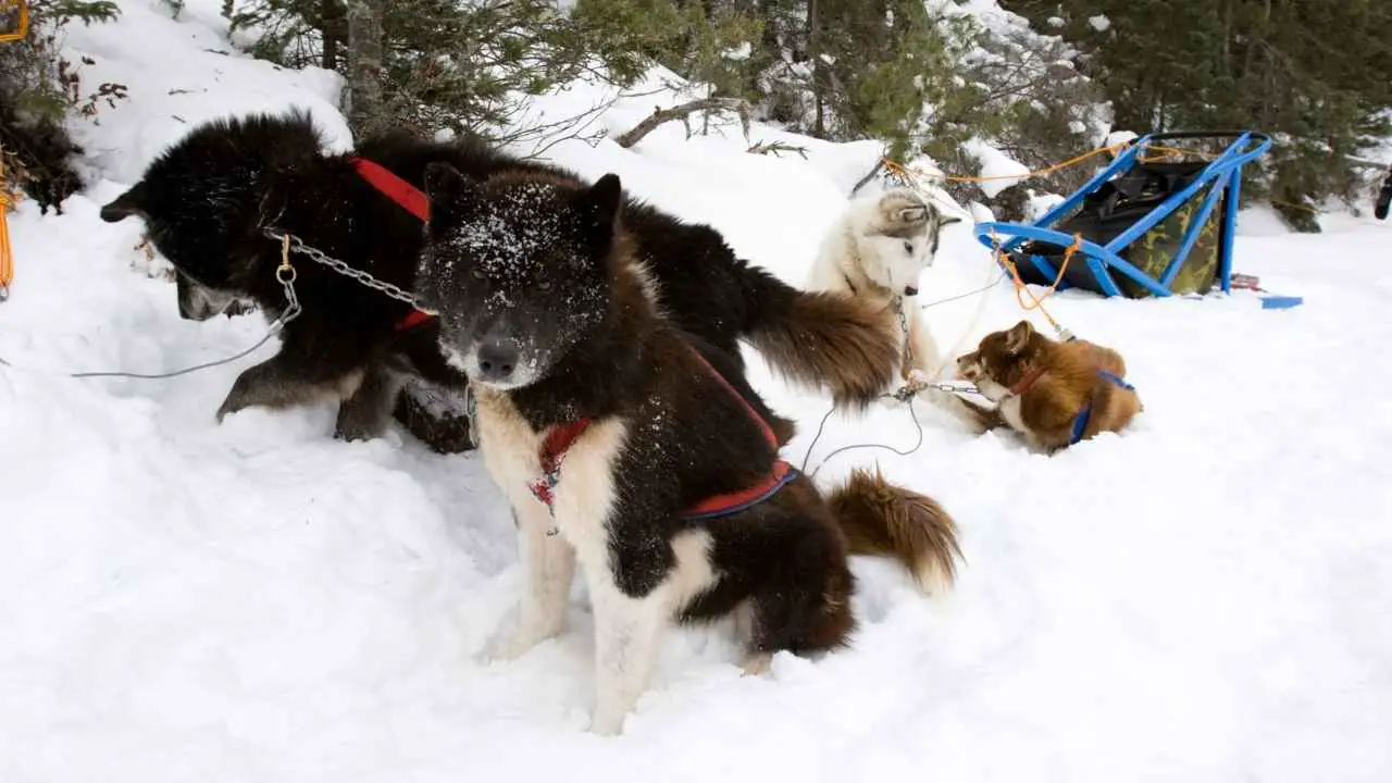 Canadese Eskimohond