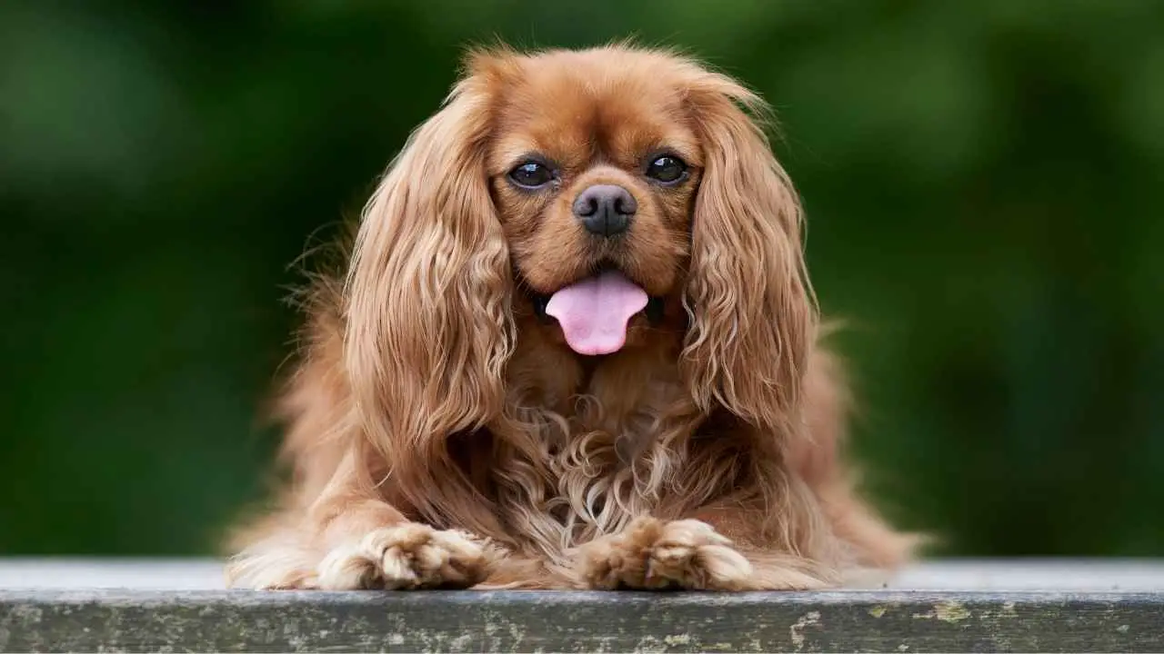 Cavalier King Charles-spaniël