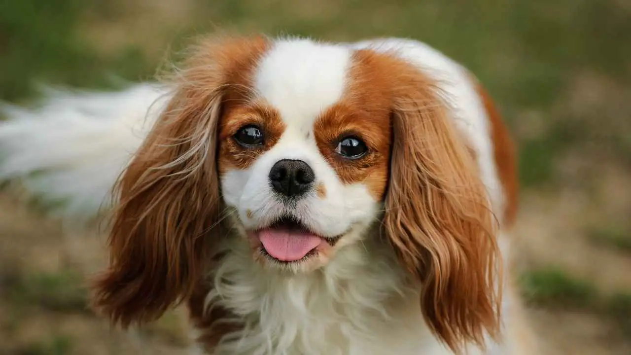 Cavalier King Charles-spaniël