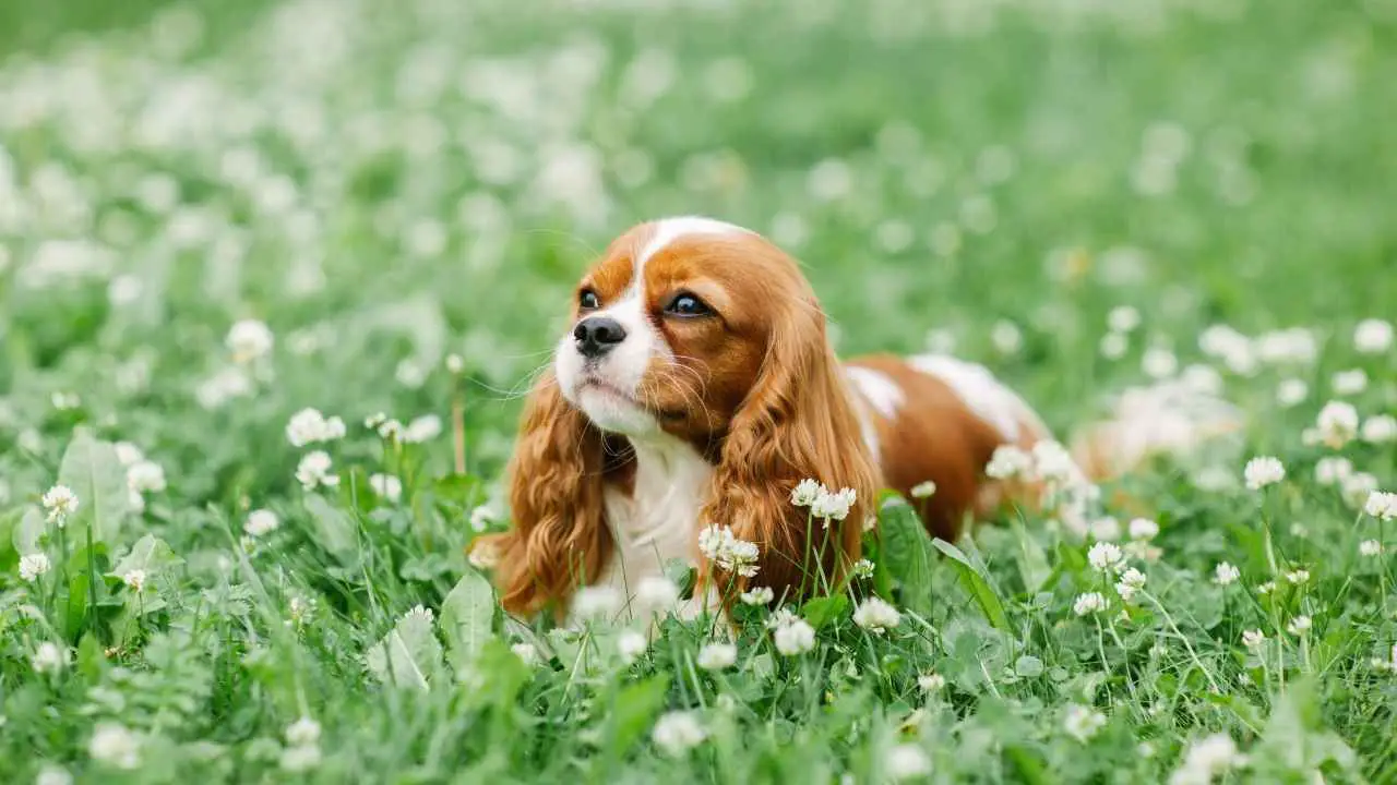 Cavalier King Charles-spaniël