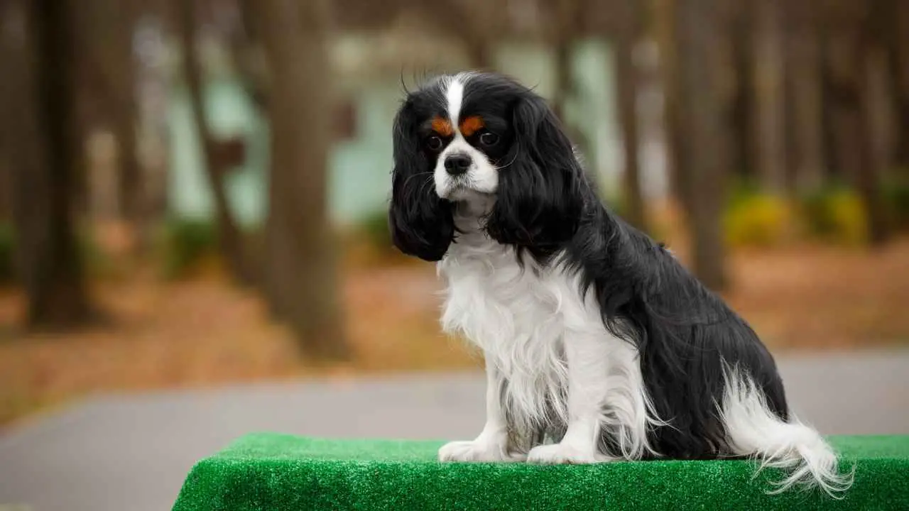 Cavalier King Charles-spaniël