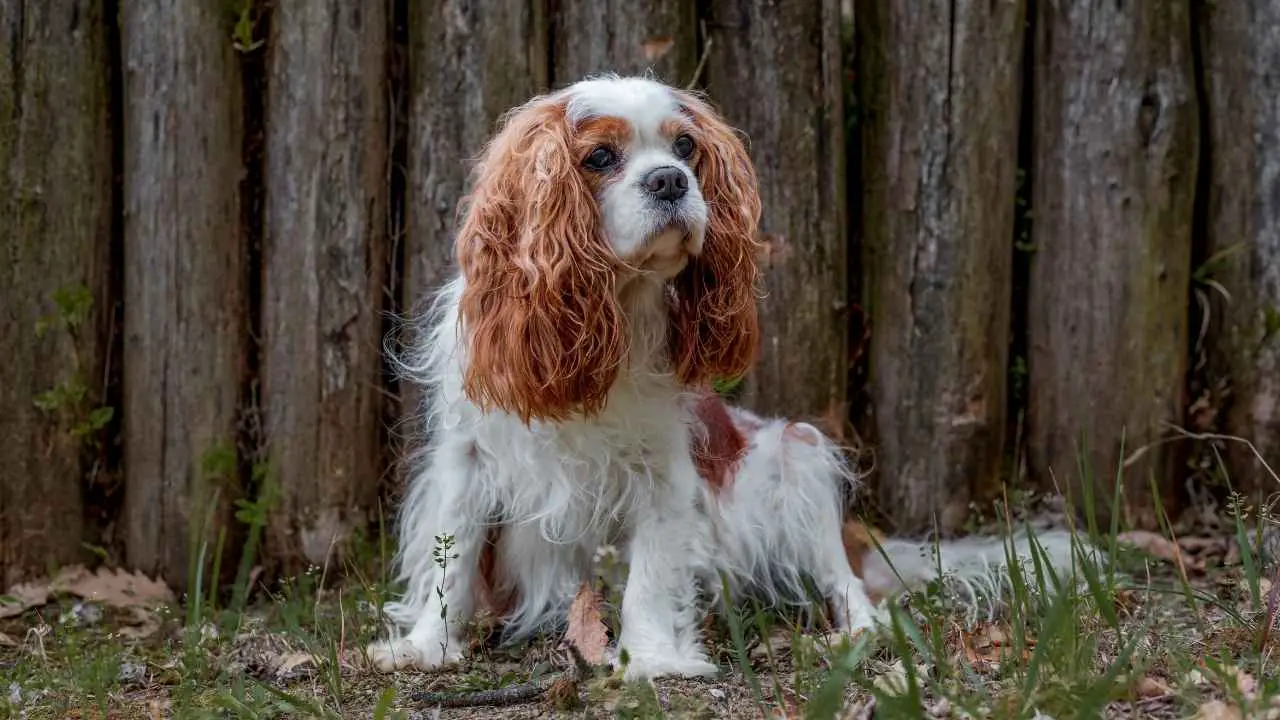 Cavalier King Charles-spaniël