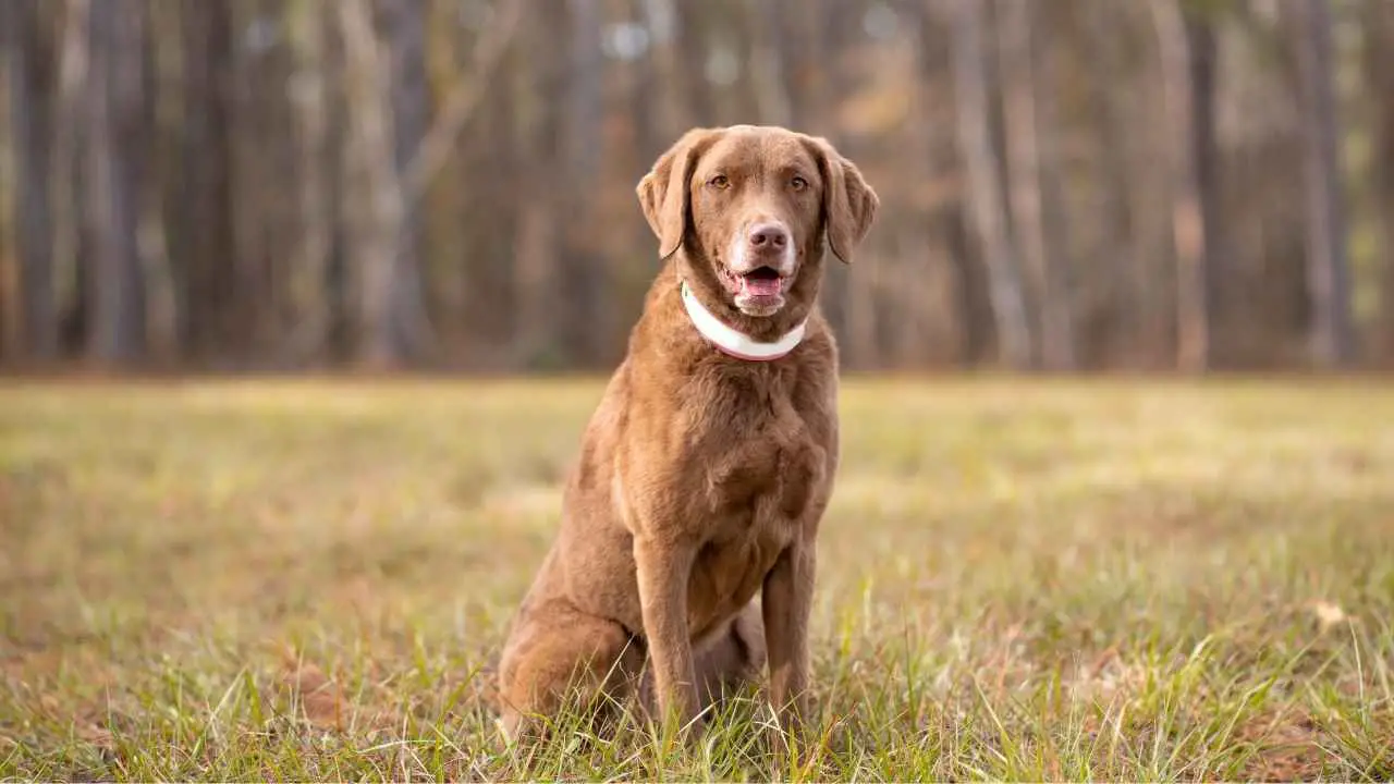 Chesapeake Bayretriever