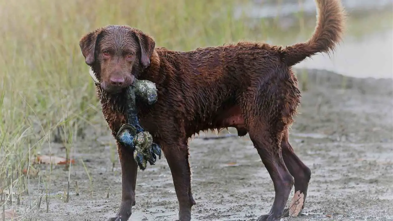 Chesapeake Bayretriever