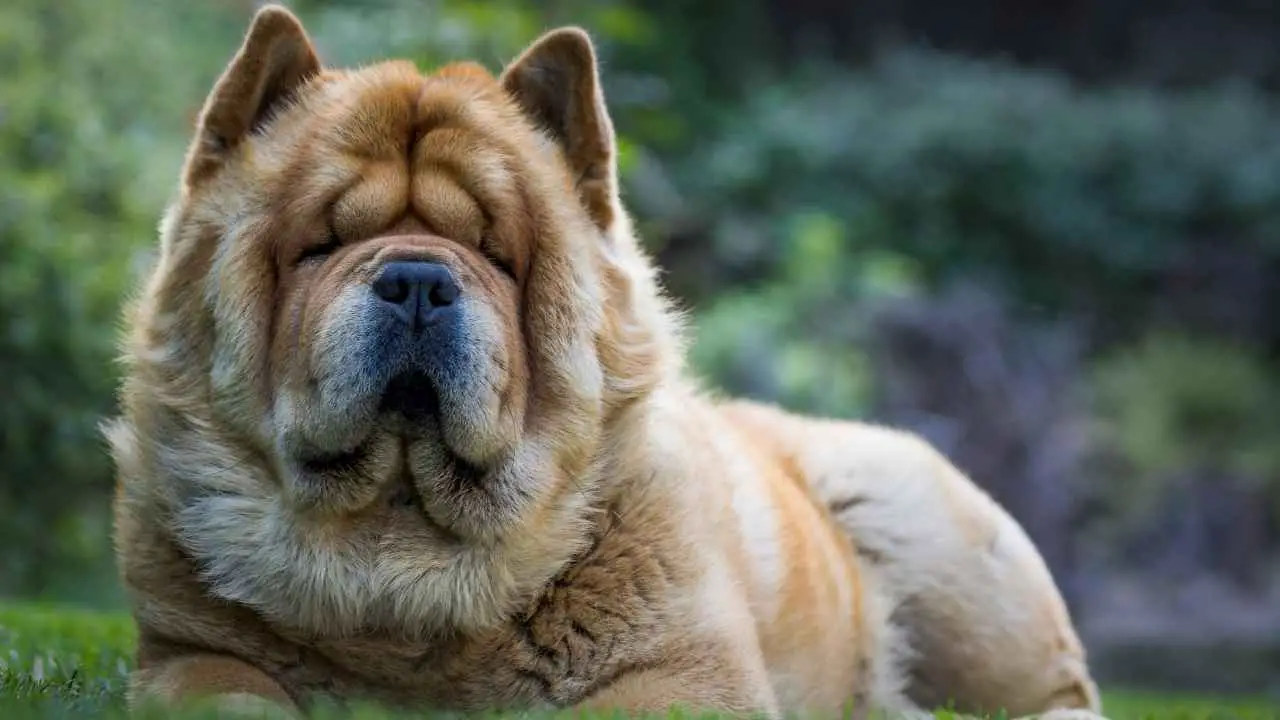 Chow Chow