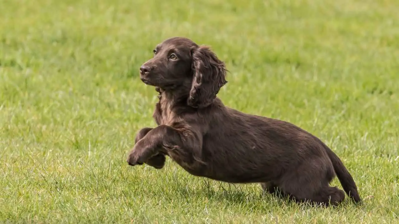 Cocker-spaniël