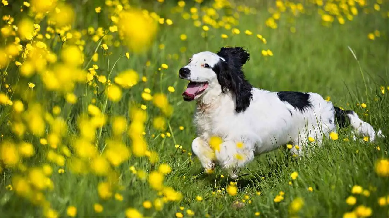 Cocker-spaniël