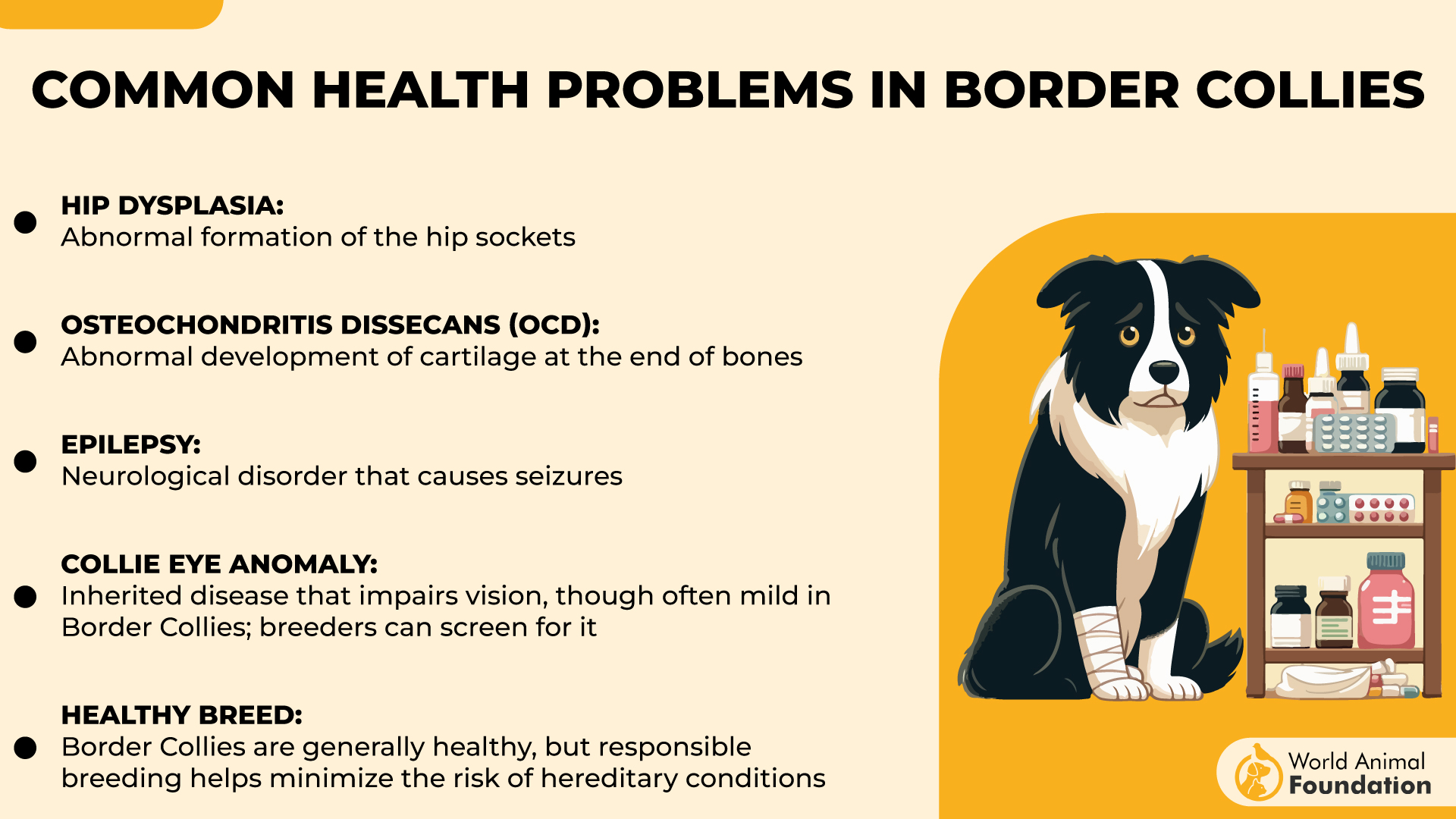 Veelvoorkomende gezondheidsproblemen bij Border Collies-01