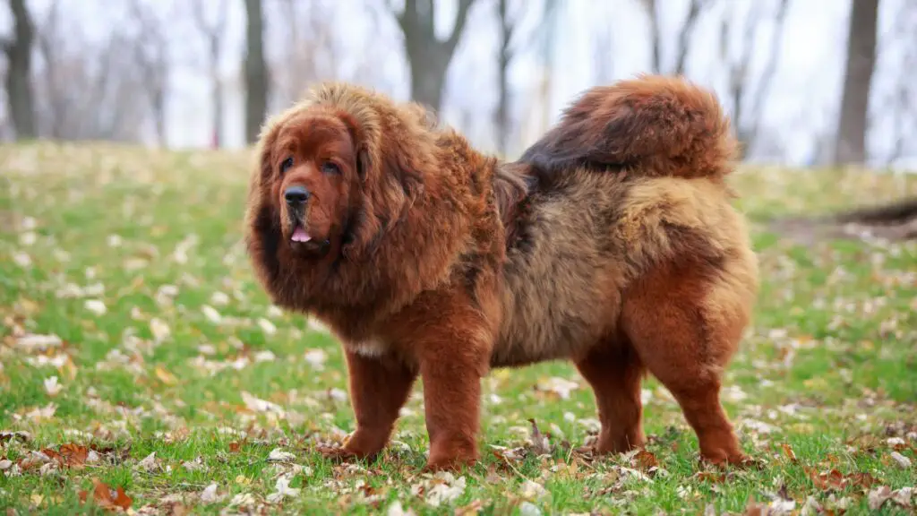 Costliest Dog Breeds in the world